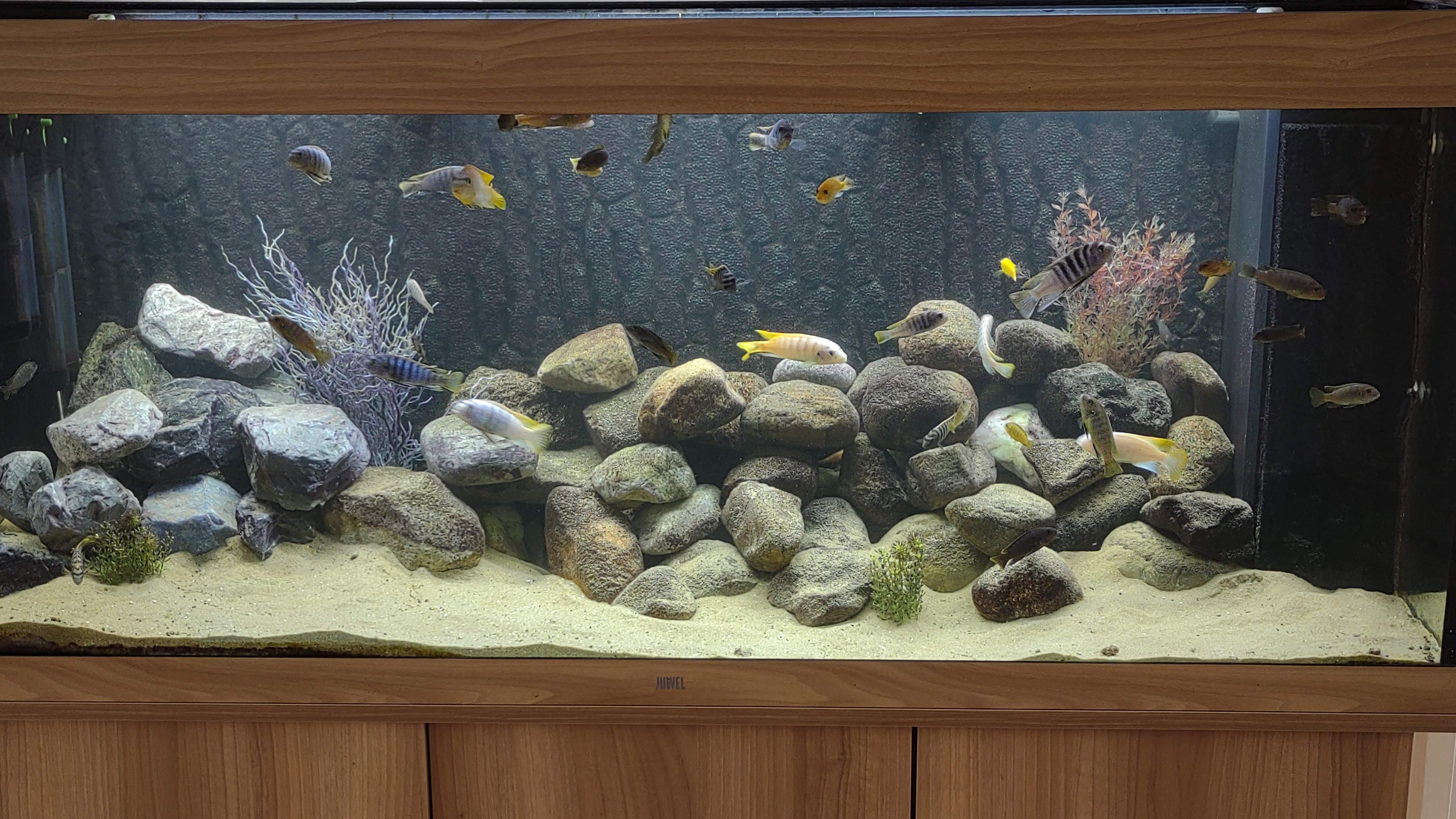 Foto van het gehele aquarium, alle vier planten zijn te zien