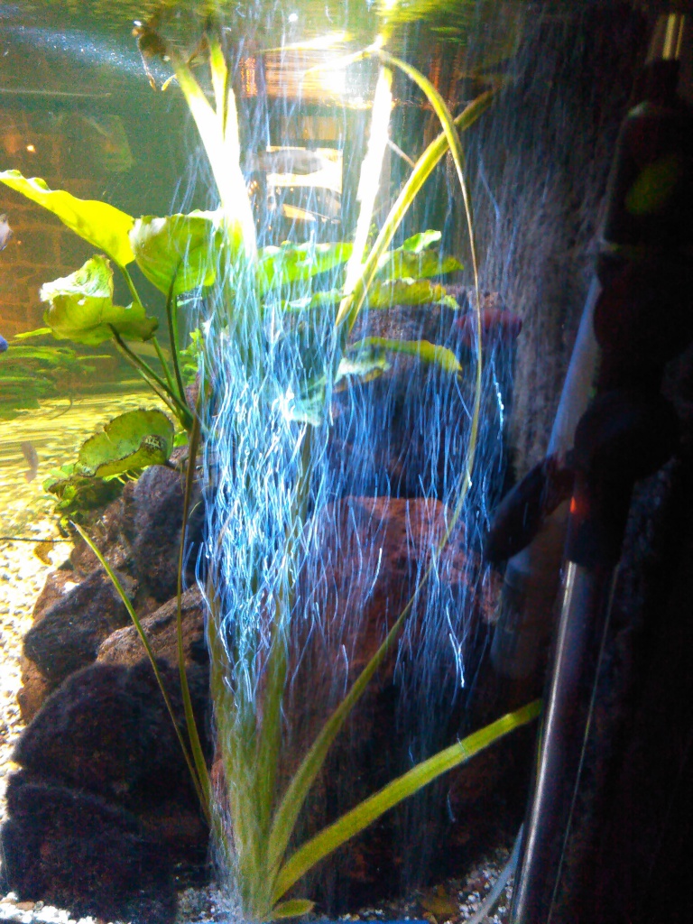 Hopelijk optocht bekennen De bacteriën in mijn aquarium houden van mijn luchtpomp - De Wereld van  Riny Feller